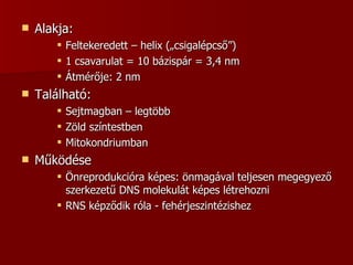 Alakja: Feltekeredett – helix („csigalépcső”) 1 csavarulat = 10 bázispár = 3,4 nm Átmérője: 2 nm Található: Sejtmagban – legtöbb Zöld színtestben Mitokondriumban Működése Önreprodukcióra képes: önmagával teljesen megegyező szerkezetű DNS molekulát képes létrehozni RNS képződik róla - fehérjeszintézishez 