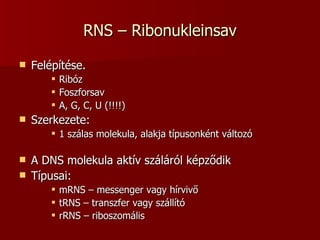 RNS – Ribonukleinsav Felépítése. Ribóz Foszforsav A, G, C, U (!!!!) Szerkezete: 1 szálas molekula, alakja típusonként változó A DNS molekula aktív száláról képződik Típusai: mRNS – messenger vagy hírvivő tRNS – transzfer vagy szállító rRNS – riboszomális   