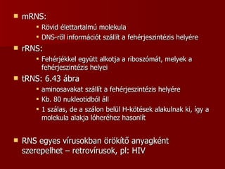 mRNS: Rövid élettartalmú molekula DNS-ről információt szállít a fehérjeszintézis helyére rRNS: Fehérjékkel együtt alkotja a riboszómát, melyek a fehérjeszintézis helyei tRNS: 6.43 ábra aminosavakat szállít a fehérjeszintézis helyére Kb. 80 nukleotidból áll 1 szálas, de a szálon belül H-kötések alakulnak ki, így a molekula alakja lóheréhez hasonlít RNS egyes vírusokban örökítő anyagként szerepelhet – retrovírusok, pl: HIV  