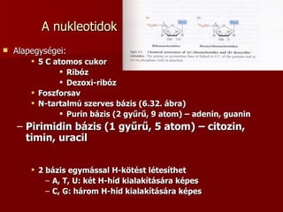 A nukleotidok Alapegységei: 5 C atomos cukor Ribóz Dezoxi-ribóz Foszforsav N-tartalmú szerves bázis (6.32. ábra) Purin bázis (2 gyűrű, 9 atom) – adenin, guanin Pirimidin bázis (1 gyűrű, 5 atom) – citozin, timin, uracil 2 bázis egymással H-kötést létesíthet A, T, U: két H-híd kialakítására képes C, G: három H-híd kialakítására képes 