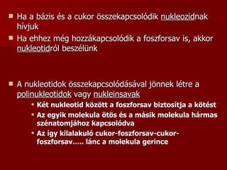 Ha a bázis és a cukor összekapcsolódik  nukleozid nak hívjuk Ha ehhez még hozzákapcsolódik a foszforsav is, akkor  nukleotid ról beszélünk A nukleotidok összekapcsolódásával jönnek létre a  polinukleotidok  vagy  nukleinsavak Két nukleotid között a foszforsav biztosítja a kötést Az egyik molekula ötös és a másik molekula hármas szénatomjához kapcsolódva Az így kilalakuló cukor-foszforsav-cukor-foszforsav….. lánc a molekula gerince 