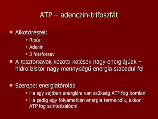 ATP – adenozin-trifoszfát Alkotórészei: Ribóz Adenin 3 foszforsav A foszforsavak közötti kötések nagy energiájúak – hidrolíziskor nagy mennyiségű energia szabadul fel Szerepe: energiatárolás Ha egy sejtben energiára van szükség ATP fog bomlani Ha pedig egy folyamatban energia termelődik, akkor ATP fog szintetizálódni 
