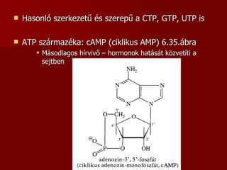 Hasonló szerkezetű és szerepű a CTP, GTP, UTP is ATP származéka: cAMP (ciklikus AMP) 6.35.ábra Másodlagos hírvivő – hormonok hatását közvetíti a sejtben 