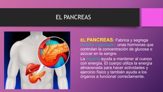 EL PANCREAS
EL PANCREAS: Fabrica y segrega
insulina y glucagón, unas hormonas que
controlan la concentración de glucosa o
azúcar en la sangre.
La insulina ayuda a mantener al cuerpo
con energía. El cuerpo utiliza la energía
almacenada para hacer actividades y
ejercicio físico y también ayuda a los
órganos a funcionar correctamente.
 