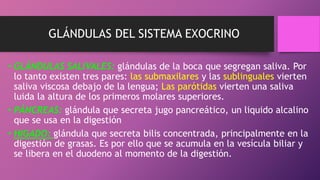 • GLÁNDULAS SALIVALES: glándulas de la boca que segregan saliva. Por
lo tanto existen tres pares: las submaxilares y las sublinguales vierten
saliva viscosa debajo de la lengua; Las parótidas vierten una saliva
luida la altura de los primeros molares superiores.
• PÁNCREAS: glándula que secreta jugo pancreático, un liquido alcalino
que se usa en la digestión
• HIGADO: glándula que secreta bilis concentrada, principalmente en la
digestión de grasas. Es por ello que se acumula en la vesícula biliar y
se libera en el duodeno al momento de la digestión.
GLÁNDULAS DEL SISTEMA EXOCRINO
 