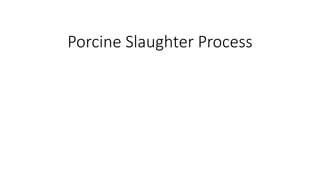Porcine Slaughter Process
 