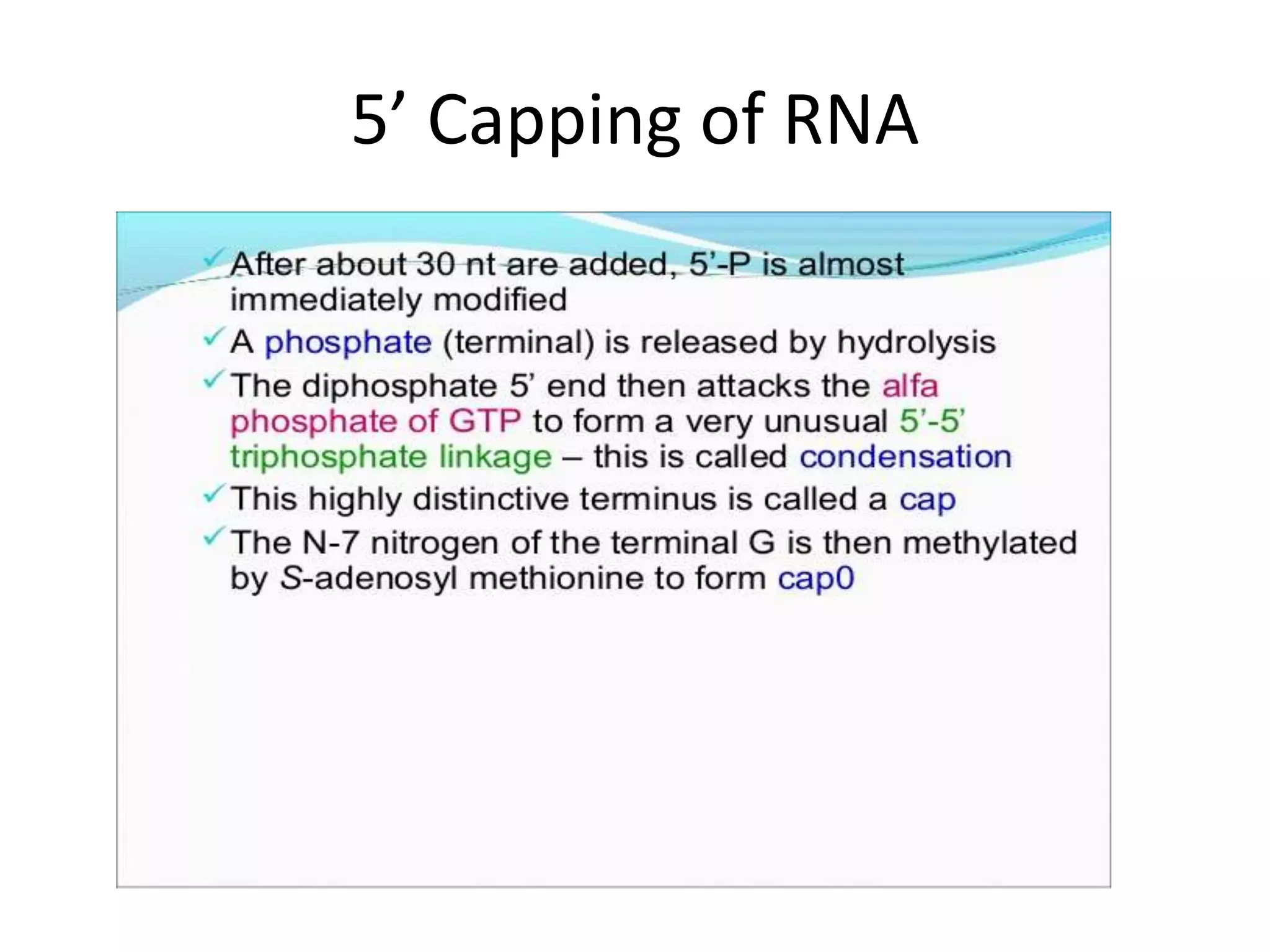 5’ Capping of RNA