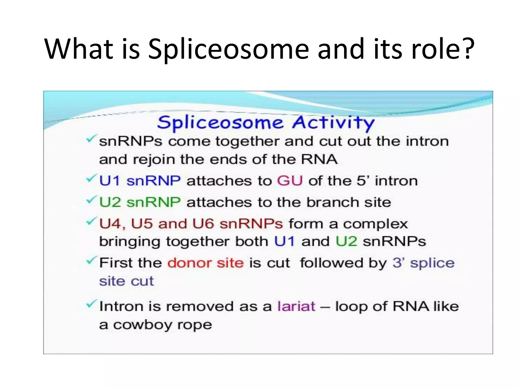 What is Spliceosome and its role?