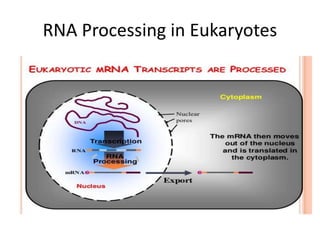 RNA Processing in Eukaryotes
 
