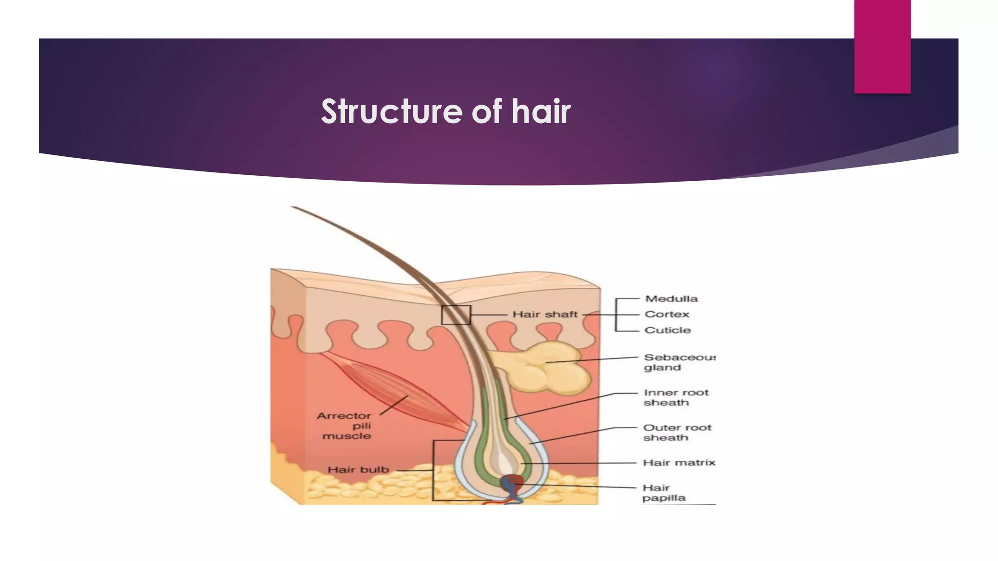 Structure of hair
 