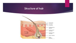 Structure of hair
 
