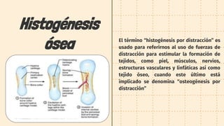 Histogénesis
ósea El término “histogénesis por distracción” es
usado para referirnos al uso de fuerzas de
distracción para estimular la formación de
tejidos, como piel, músculos, nervios,
estructuras vasculares y linfáticas así como
tejido óseo, cuando este último está
implicado se denomina “osteogénesis por
distracción”
 