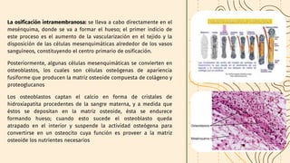 La osificación intramembranosa: se lleva a cabo directamente en el
mesénquima, donde se va a formar el hueso; el primer indicio de
este proceso es el aumento de la vascularización en el tejido y la
disposición de las células mesenquimáticas alrededor de los vasos
sanguíneos, constituyendo el centro primario de osificación.
Posteriormente, algunas células mesenquimáticas se convierten en
osteoblastos, los cuales son células osteógenas de apariencia
fusiforme que producen la matriz osteoide compuesta de colágeno y
proteoglucanos
Los osteoblastos captan el calcio en forma de cristales de
hidroxiapatita procedentes de la sangre materna, y a medida que
éstos se depositan en la matriz osteoide, ésta se endurece
formando hueso; cuando esto sucede el osteoblasto queda
atrapado en el interior y suspende la actividad osteógena para
convertirse en un osteocito cuya función es proveer a la matriz
osteoide los nutrientes necesarios
 
