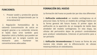 FUNCIONES:
1. Proveer sostén y protección gracias
a su dureza (proporcionada por la
mineralización)
2. Regulación homeostática de la
calcemia (concentración de calcio en
sangre): gracias a su contenido mineral,
el tejido óseo sirve también para
depositar calcio y fosfato, que pueden ser
capturados por la sangre cuando sea
necesario para mantener las
concentraciones adecuadas.
FORMACIÓN DEL HUESO
La formación del hueso se puede dar por dos vías diferentes
1. Osificación endocondral: un modelo cartilaginoso es el
precursor óseo. Se forma un modelo de cartílago hialino con
la forma general del futuro hueso. El primer signo de
osificación es la aparición de un manguito de tejido óseo
alrededor del modelo cartilaginoso. En esta etapa, las
células del pericondrio dejan de producir condroblastos
para producir osteoblastos. Entonces el pericondrio para a
ser periostio
2. Osificación intramembranosa: El hueso se forma de una
manera más simple: por la diferenciación de células
mesenquimáticas en osteoblastos.
 