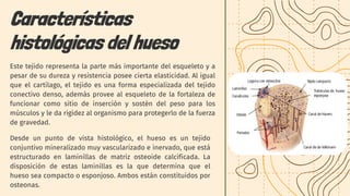 Este tejido representa la parte más importante del esqueleto y a
pesar de su dureza y resistencia posee cierta elasticidad. Al igual
que el cartílago, el tejido es una forma especializada del tejido
conectivo denso, además provee al esqueleto de la fortaleza de
funcionar como sitio de inserción y sostén del peso para los
músculos y le da rigidez al organismo para protegerlo de la fuerza
de gravedad.
Características
histológicas del hueso
Desde un punto de vista histológico, el hueso es un tejido
conjuntivo mineralizado muy vascularizado e inervado, que está
estructurado en laminillas de matriz osteoide calcificada. La
disposición de estas laminillas es la que determina que el
hueso sea compacto o esponjoso. Ambos están constituidos por
osteonas.
 