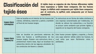 Clasificación del
tejido óseo
El tejido óseo se organiza de dos formas diferentes: tejido
óseo esponjoso y tejido óseo compacto. (En los huesos
largos, la diáfisis está compuesta por tejido óseo compacto;
por el contrario, la epífisis está compuesta por el hueso
esponjoso).
TEJIDO ÓSEO
ESPONJOSO
Este se localiza en el interior de los huesos del
cráneo, vértebras, esternón y pelvis y también
al final de los huesos largos.
Su estructura es en forma de redes similares a
una esponja caracterizada por trabéculas, en
donde se ubican los osteocitos; y su función
es actuar como andamio que provee rigidez y
soporte en la mayoría del hueso compacto.
TEJIDO ÓSEO
COMPACTO
Este se localiza en porciones externas de
todos los huesos y ramificaciones de los
huesos largos. Poseen una estructura dura y
predominan matriz ósea. Aquí se localizan los
osteocitos dentro de las lagunas alrededor de
los conductos de Havers u osteón.
Este hueso provee rigidez y soporte, y forma
una capa exterior sólida sobre los huesos, lo
cual evita que sean fácilmente rotos o
astillados.
 