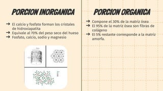 PORCION INORGANICA
➔ El calcio y fosfato forman los cristales
de hidroxiapatita
➔ Equivale al 70% del peso seco del hueso
➔ Fosfato, calcio, sodio y magnesio
PORCION ORGANICA
➔ Compone el 30% de la matriz ósea
➔ El 95% de la matriz ósea son fibras de
colágeno
➔ El 5% restante corresponde a la matriz
amorfa.
 