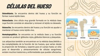 Osteoblasto. Se encuentra dentro del hueso y su función es
formar nuevo tejido óseo.
Osteoclasto. Una célula muy grande formada en la médula ósea
cuya función consiste en absorber y remover el tejido no deseado.
Osteocito. Se encuentra dentro del hueso y su función es ayudar a
mantener el hueso como tejido vivo.
Hematopoyético. Se encuentra en la médula ósea y su función
consiste en producir glóbulos rojos, glóbulos blancos y plaquetas.
Los adipocitos también se encuentran en la médula ósea.Debido a
las complejidades de la función de los huesos, que varían desde
la proporción de fortaleza y soporte para el cuerpo hasta un sitio
para el desarrollo y almacenamiento de células sanguíneas,
existen muchos trastornos y enfermedades que pueden afectarlos.
CÉLULAS DEL HUESO
 