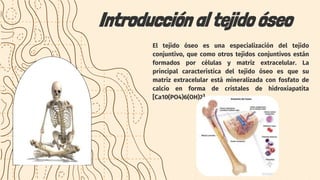 Introducción al tejido óseo
El tejido óseo es una especialización del tejido
conjuntivo, que como otros tejidos conjuntivo...