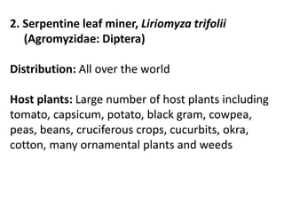 2. Serpentine leaf miner, Liriomyza trifolii
(Agromyzidae: Diptera)
Distribution: All over the world
Host plants: Large number of host plants including
tomato, capsicum, potato, black gram, cowpea,
peas, beans, cruciferous crops, cucurbits, okra,
cotton, many ornamental plants and weeds
 