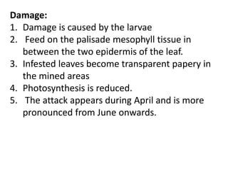 Damage:
1. Damage is caused by the larvae
2. Feed on the palisade mesophyll tissue in
between the two epidermis of the leaf.
3. Infested leaves become transparent papery in
the mined areas
4. Photosynthesis is reduced.
5. The attack appears during April and is more
pronounced from June onwards.
 