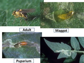 Adult Maggot
Puparium
 