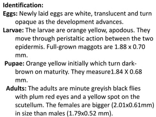 Identification:
Eggs: Newly laid eggs are white, translucent and turn
opaque as the development advances.
Larvae: The larvae are orange yellow, apodous. They
move through peristaltic action between the two
epidermis. Full-grown maggots are 1.88 x 0.70
mm.
Pupae: Orange yellow initially which turn dark-
brown on maturity. They measure1.84 X 0.68
mm.
Adults: The adults are minute greyish black flies
with plum red eyes and a yellow spot on the
scutellum. The females are bigger (2.01x0.61mm)
in size than males (1.79x0.52 mm).
 