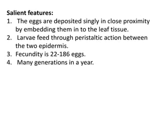 Salient features:
1. The eggs are deposited singly in close proximity
by embedding them in to the leaf tissue.
2. Larvae feed through peristaltic action between
the two epidermis.
3. Fecundity is 22-186 eggs.
4. Many generations in a year.
 