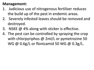 Management:
1. Judicious use of nitrogenous fertilizer reduces
the build up of the pest in endemic areas.
2. Severely infested leaves should be removed and
destroyed.
3. NSKE @ 4% along with sticker is effective.
4. The pest can be controlled by spraying the crop
with chlorpyriphos @ 2ml/L or pymetrozine 50
WG @ 0.6g/L or flonicamid 50 WG @ 0.3g/L.
 