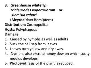 3. Greenhouse whitefly,
Trialeurodes vaporariorum or
Bemisia tabaci
(Aleyrodidae: Hemiptera)
Distribution: Cosmopolitan
Hosts: Polyphagous
Damage:
1. Caused by nymphs as well as adults
2. Suck the cell sap from leaves
3. Leaves turn yellow and dry away.
4. Nymphs also excrete honey dew on which sooty
moulds develops
5. Photosynthesis of the plant is reduced.
 