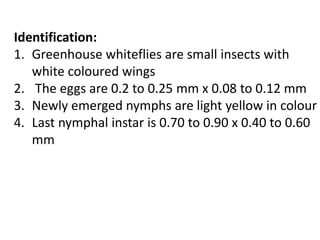 Identification:
1. Greenhouse whiteflies are small insects with
white coloured wings
2. The eggs are 0.2 to 0.25 mm x 0.08 to 0.12 mm
3. Newly emerged nymphs are light yellow in colour
4. Last nymphal instar is 0.70 to 0.90 x 0.40 to 0.60
mm
 