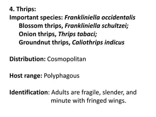 4. Thrips:
Important species: Frankliniella occidentalis
Blossom thrips, Frankliniella schultzei;
Onion thrips, Thrips tabaci;
Groundnut thrips, Caliothrips indicus
Distribution: Cosmopolitan
Host range: Polyphagous
Identification: Adults are fragile, slender, and
minute with fringed wings.
 
