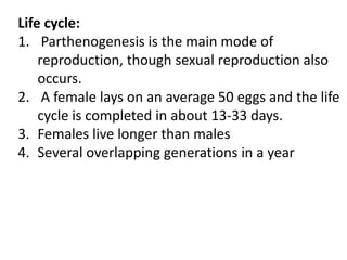 Life cycle:
1. Parthenogenesis is the main mode of
reproduction, though sexual reproduction also
occurs.
2. A female lays on an average 50 eggs and the life
cycle is completed in about 13-33 days.
3. Females live longer than males
4. Several overlapping generations in a year
 