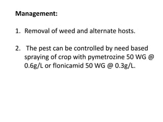 Management:
1. Removal of weed and alternate hosts.
2. The pest can be controlled by need based
spraying of crop with pymetrozine 50 WG @
0.6g/L or flonicamid 50 WG @ 0.3g/L.
 
