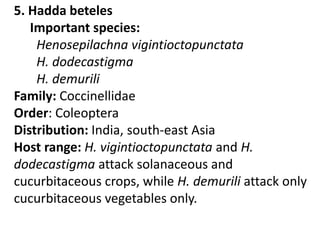 5. Hadda beteles
Important species:
Henosepilachna vigintioctopunctata
H. dodecastigma
H. demurili
Family: Coccinellidae
Order: Coleoptera
Distribution: India, south-east Asia
Host range: H. vigintioctopunctata and H.
dodecastigma attack solanaceous and
cucurbitaceous crops, while H. demurili attack only
cucurbitaceous vegetables only.
 