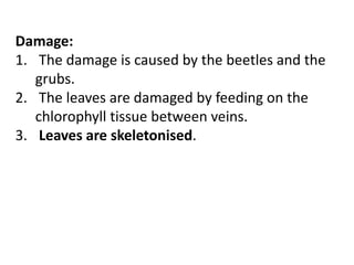 Damage:
1. The damage is caused by the beetles and the
grubs.
2. The leaves are damaged by feeding on the
chlorophyll tissue between veins.
3. Leaves are skeletonised.
 
