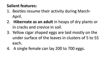Salient features:
1. Beetles resume their activity during March-
April.
2. Hibernate as an adult in heaps of dry plants or
in cracks and crevice in soil.
3. Yellow cigar shaped eggs are laid mostly on the
under surface of the leaves in clusters of 5 to 55
each.
4. A single female can lay 200 to 700 eggs.
 