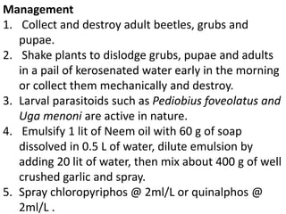 Management
1. Collect and destroy adult beetles, grubs and
pupae.
2. Shake plants to dislodge grubs, pupae and adults
in a pail of kerosenated water early in the morning
or collect them mechanically and destroy.
3. Larval parasitoids such as Pediobius foveolatus and
Uga menoni are active in nature.
4. Emulsify 1 lit of Neem oil with 60 g of soap
dissolved in 0.5 L of water, dilute emulsion by
adding 20 lit of water, then mix about 400 g of well
crushed garlic and spray.
5. Spray chloropyriphos @ 2ml/L or quinalphos @
2ml/L .
 