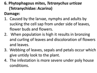 6. Phytophagous mites, Tetranychus urticae
(Tetranychidae: Acarina)
Damage:
1. Caused by the larvae, nymphs and adults by
sucking the cell sap from under side of leaves,
flower buds and flowers.
2. When population is high it results in bronzing
and curling of leaves and discoloration of flowers
and leaves.
3. Webbing of leaves, sepals and petals occur which
give untidy look to the plant.
4. The infestation is more severe under poly house
conditions.
 