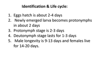 Identification & Life cycle:
1. Eggs hatch is about 2-4 days
2. Newly emerged larva becomes protonymphs
in about 2 days
3. Protonymph stage is 2-3 days
4. Deutonymph stage lasts for 1-3 days
5. Male longevity is 9-13 days and females live
for 14-20 days.
 