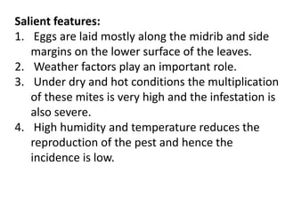 Salient features:
1. Eggs are laid mostly along the midrib and side
margins on the lower surface of the leaves.
2. Weather factors play an important role.
3. Under dry and hot conditions the multiplication
of these mites is very high and the infestation is
also severe.
4. High humidity and temperature reduces the
reproduction of the pest and hence the
incidence is low.
 