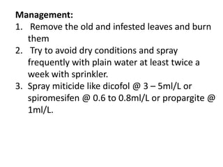 Management:
1. Remove the old and infested leaves and burn
them
2. Try to avoid dry conditions and spray
frequently with plain water at least twice a
week with sprinkler.
3. Spray miticide like dicofol @ 3 – 5ml/L or
spiromesifen @ 0.6 to 0.8ml/L or propargite @
1ml/L.
 