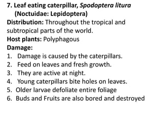 7. Leaf eating caterpillar, Spodoptera litura
(Noctuidae: Lepidoptera)
Distribution: Throughout the tropical and
subtropical parts of the world.
Host plants: Polyphagous
Damage:
1. Damage is caused by the caterpillars.
2. Feed on leaves and fresh growth.
3. They are active at night.
4. Young caterpillars bite holes on leaves.
5. Older larvae defoliate entire foliage
6. Buds and Fruits are also bored and destroyed
 