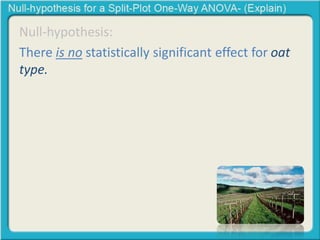 Null-hypothesis: 
There is no statistically significant effect for oat 
type. 
 