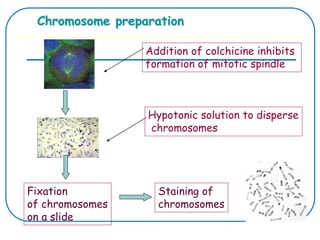 Chromosome preparation
Addition of colchicine inhibits
formation of mitotic spindle
Hypotonic solution to disperse
chromosomes
Staining of
chromosomes
Fixation
of chromosomes
on a slide
 
