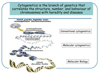 Cytogenetics is the branch of genetics that
correlates the structure, number, and behaviour of
chromosomes with heredity and diseases
Conventional cytogenetics
Molecular cytogenetics
Molecular Biology
 