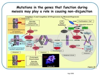 Vogt 2008
Mutations in the genes that function during
meiosis may play a role in causing non-disjunction
 