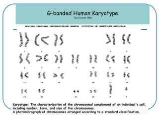 G-banded Human Karyotype
Tjio & Levan 1956
Karyotype: The characterization of the chromosomal complement of an individual's cell,
including number, form, and size of the chromosomes.
A photomicrograph of chromosomes arranged according to a standard classification.
 