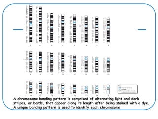 A chromosome banding pattern is comprised of alternating light and dark
stripes, or bands, that appear along its length after being stained with a dye.
A unique banding pattern is used to identify each chromosome
 