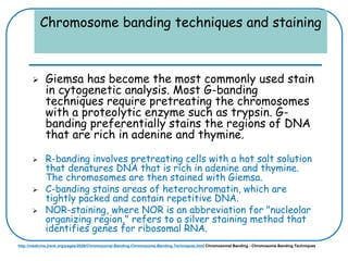 Chromosome banding techniques and staining
 Giemsa has become the most commonly used stain
in cytogenetic analysis. Most G-banding
techniques require pretreating the chromosomes
with a proteolytic enzyme such as trypsin. G-
banding preferentially stains the regions of DNA
that are rich in adenine and thymine.
 R-banding involves pretreating cells with a hot salt solution
that denatures DNA that is rich in adenine and thymine.
The chromosomes are then stained with Giemsa.
 C-banding stains areas of heterochromatin, which are
tightly packed and contain repetitive DNA.
 NOR-staining, where NOR is an abbreviation for "nucleolar
organizing region," refers to a silver staining method that
identifies genes for ribosomal RNA.
http://medicine.jrank.org/pages/2026/Chromosomal-Banding-Chromosome-Banding-Techniques.html Chromosomal Banding - Chromosome Banding Techniques
 
